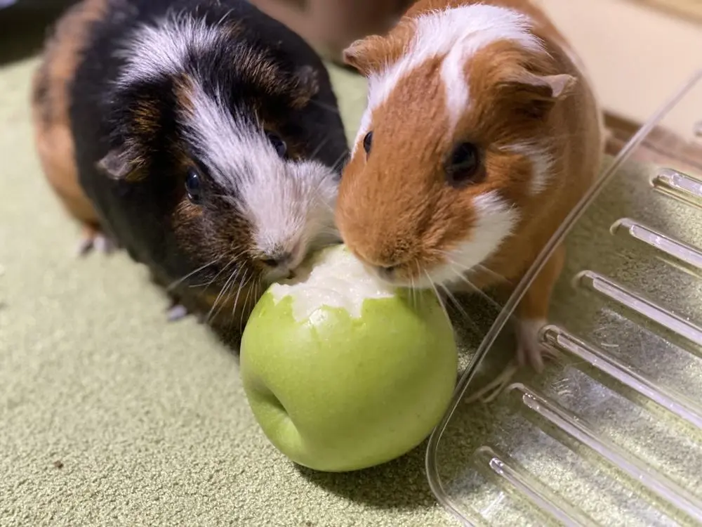 ハムスターがりんごを食べている写真