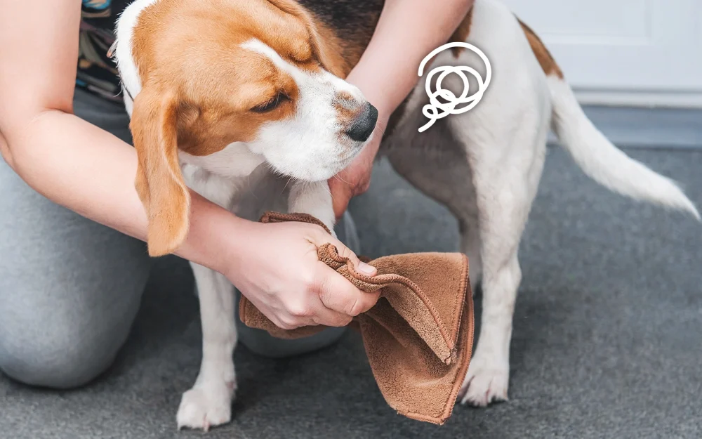 散歩帰りに足を拭かれる犬